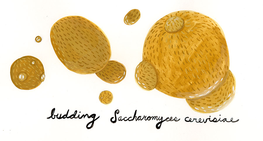 Christine Marie Larsen Illustration Budding Saccharomyces cerevisiae