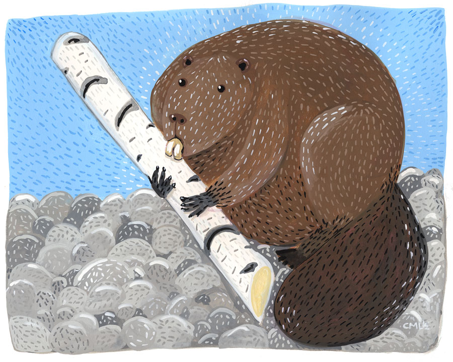 Christine Marie Larsen Illustration: North American Beaver